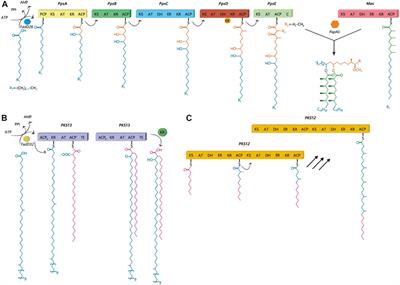 Polyketide synthases mutation in tuberculosis transmission revealed by whole genomic sequence, China, 2011–2019